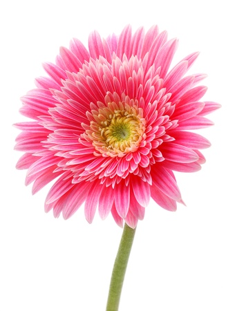 flowerの写真素材
