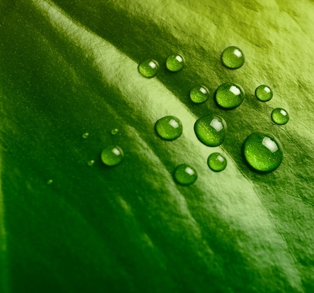 green leaf with water drops の写真素材