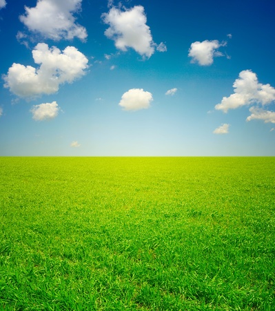 green grass and skyの写真素材