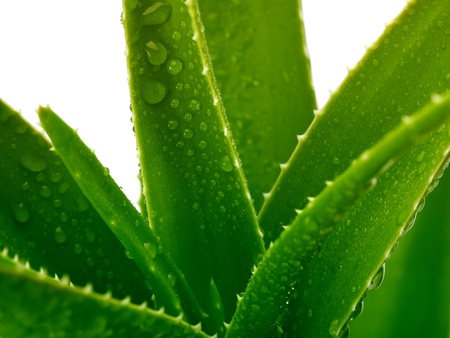 aloe with dropsの写真素材