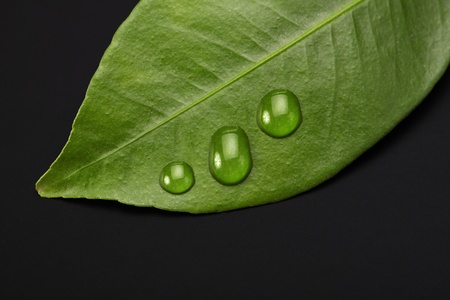 green leaf with water dropsの写真素材