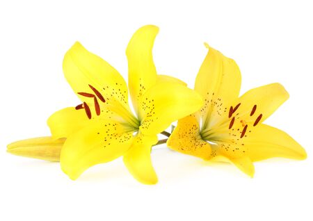 lily flowerの写真素材