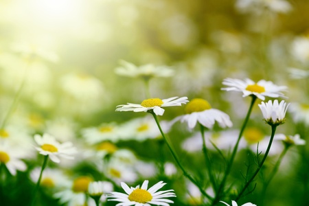 chamomile in green grassの写真素材