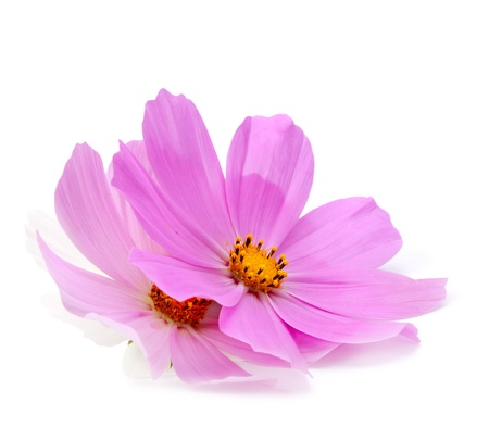 flower isolated on whiteの写真素材