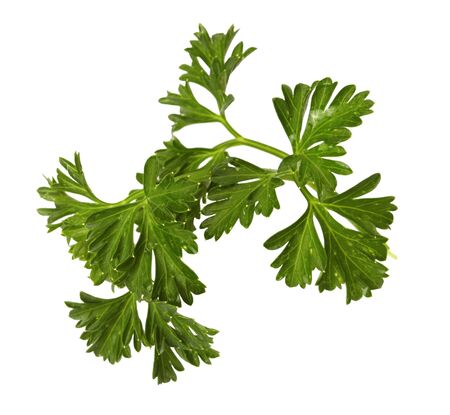 parsley isolated on white backgroundの写真素材