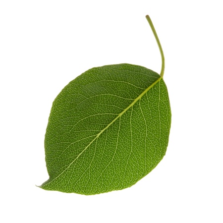 close up green leaf isolatedの写真素材