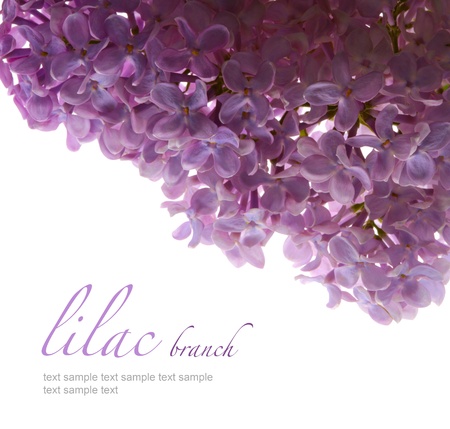 lilac flower isolatedの写真素材
