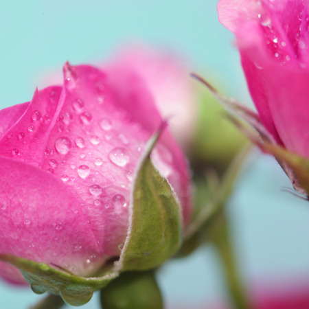 Soft focus rose flower の写真素材