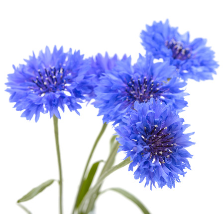 Blue cornflower. Flower bouquet isolated on white.の写真素材