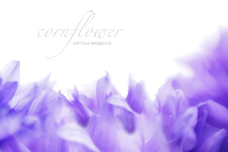Soft focus cornflower with copy space  Made with lens-baby and macro-lens の写真素材