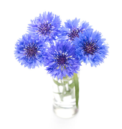 Blue cornflower  Flower bouquet isolated on white の写真素材