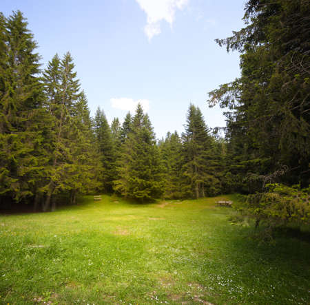 Grass glade in spruce forest.の写真素材