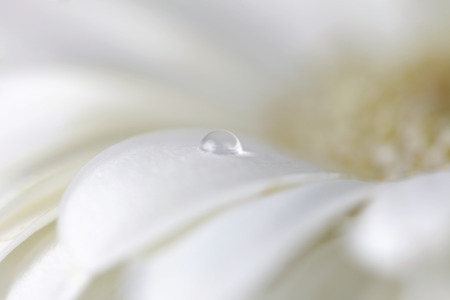 Chamomile flower with water drops. Made with lens-baby and macro-lens. Soft focus.