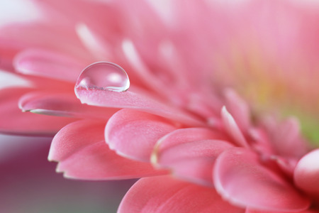 Flower with water drop. Soft focus. Made with macro-lens.の写真素材