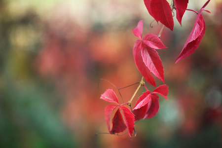 autumn leaf branchの写真素材