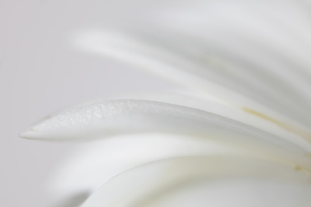 Soft focus flower background with copy space. Made with lensbaby and macrolens.の写真素材