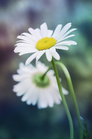 chamomile in natureの写真素材
