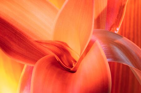 red autumn leaf background