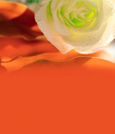 red background with roseの写真素材