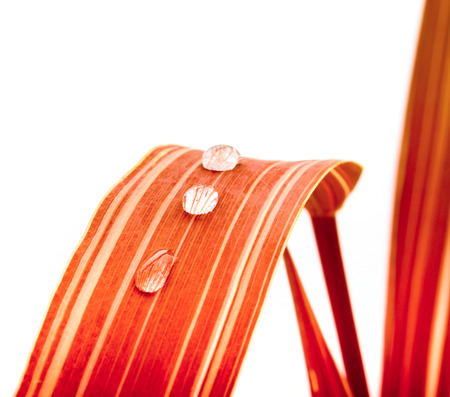 red leaf with dropsの写真素材