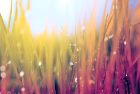 Abstract nature background. Autumn grass with water drops. Soft focus.の写真素材