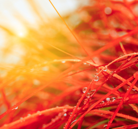 Abstract nature background. Autumn red grass with water drops.