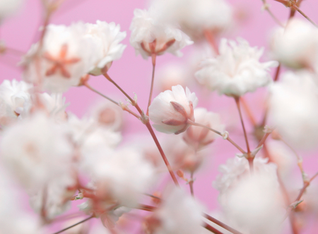 White flower on pink background. Soft focus.の写真素材