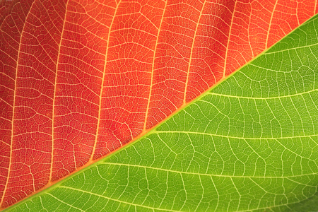 red and green leaf backgroundの写真素材