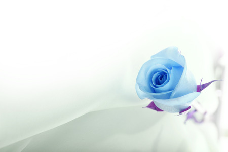 Blue rose on silk.の写真素材