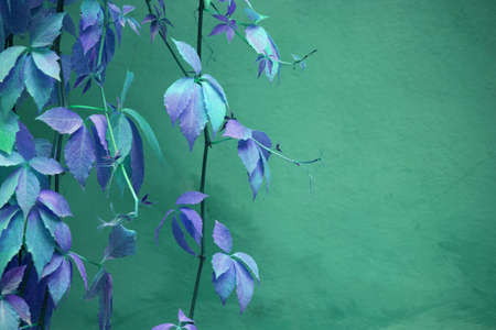 foliage and wallの写真素材