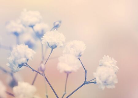 White flower on blur background. Soft focus.