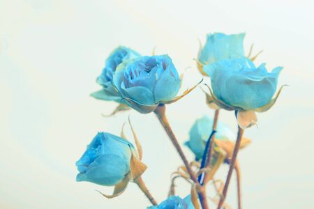 Rose bouquet. Vintage retro style.の写真素材