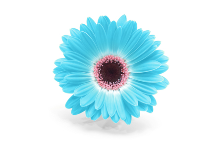 blue gerbera flower isolatedの写真素材