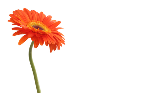 Red gerbera flower isolated on white.の写真素材