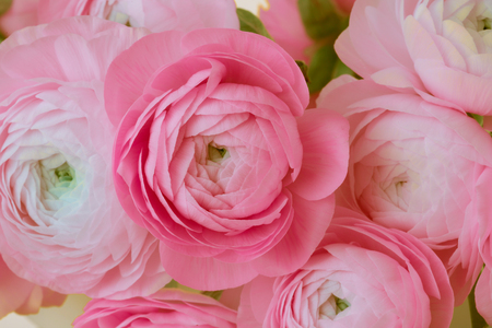 Pink anemone flower bouquet background