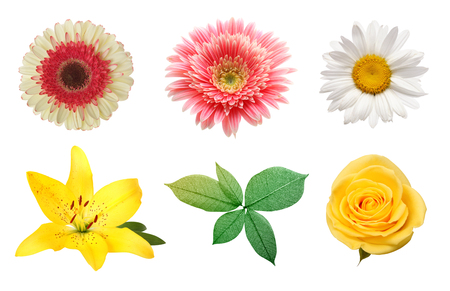 Rose, gerbera, chamomile flower isolated on a white background. Collection.の写真素材