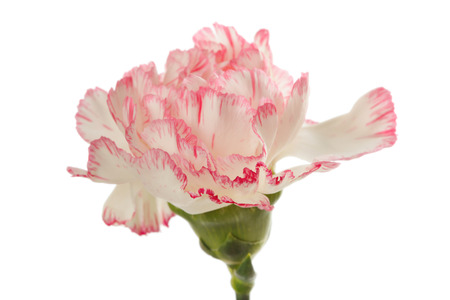 Pink carnation flower isolated on white.の写真素材