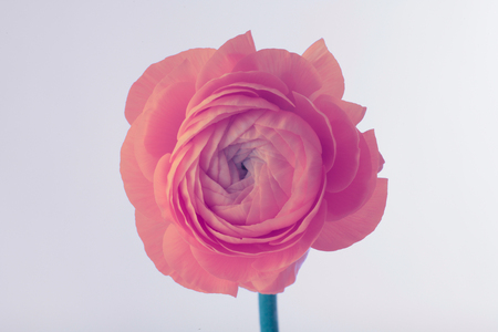 pink anemone flower on gray backgroundの写真素材