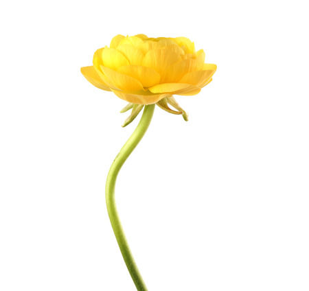 Yellow anemone flower isolated on white.の写真素材