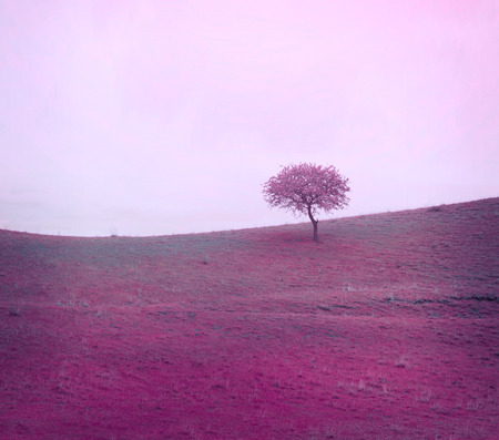 Alone lilac mist  tree on meadow. Nature backgroundの写真素材