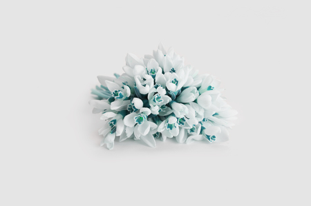 Spring snowdrop flower on white background.の写真素材