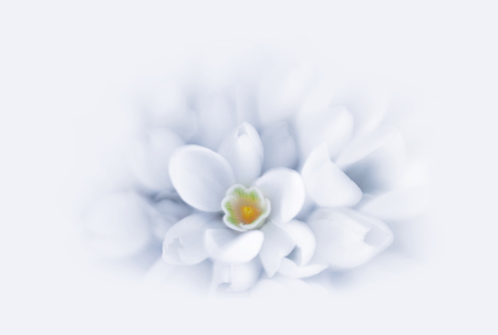 Soft focus blur flower background. Snowdrops.の写真素材