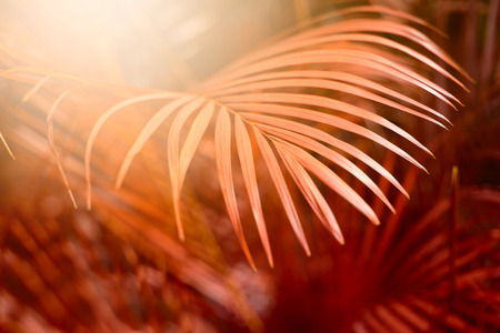 Palm leaves. Forest with tropical plants. Nature background.の写真素材