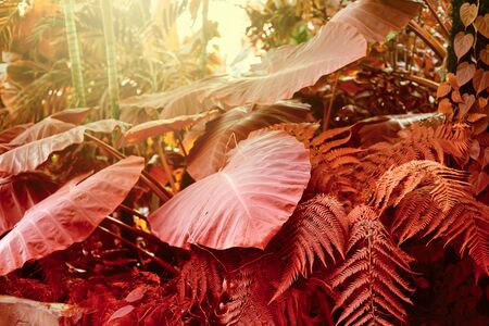 Forest with tropical plants. Nature red background.