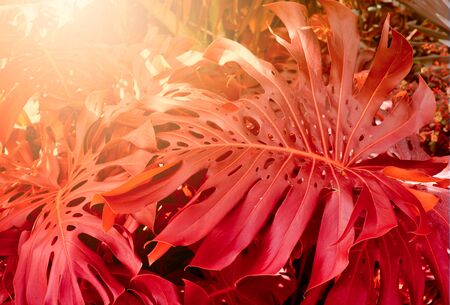 Forest with tropical monstera plants. Nature red background.