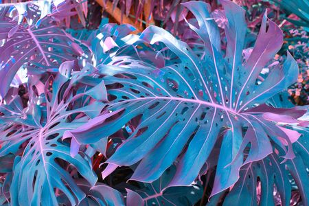 Forest with tropical monstera plants. Nature background. Ultraviolet tone.の写真素材