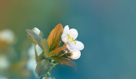 Blossoming spring cherry branch close-up. Bluring soft focus nature background.の写真素材