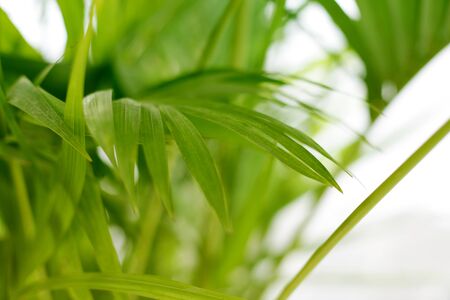 Palm leaf Tropical plants.の写真素材