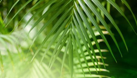 Palm leaf Tropical plants.
