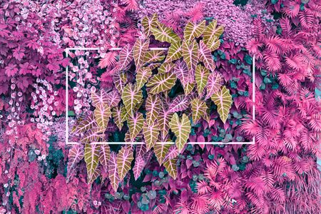 Tropical plants Wall with white line frame.の写真素材